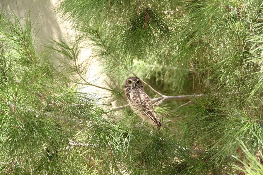 Owl enjoying its day on the schools local tree