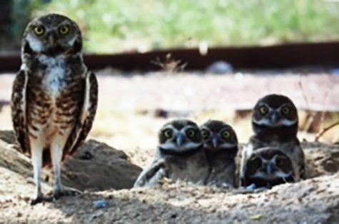 A Burrowing Owl and its two-month-old owlets two years ago in June