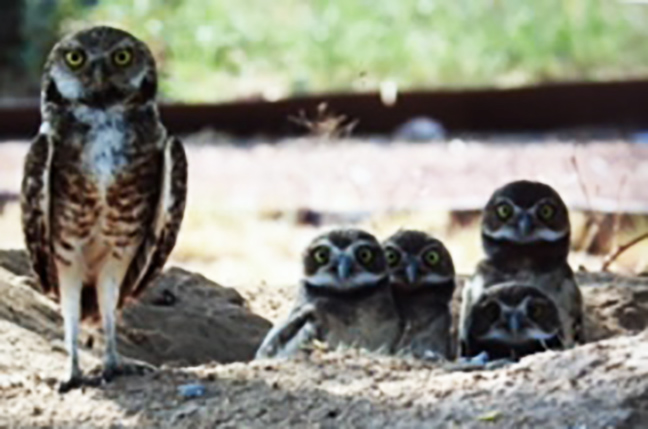 A+Burrowing+Owl+and+its+two-month-old+owlets+two+years+ago+in+June